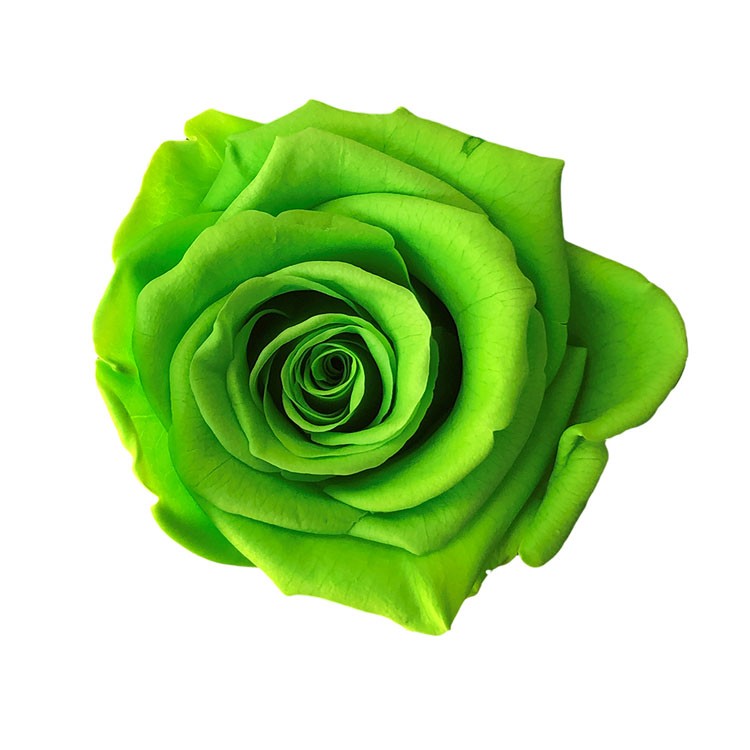 9-10cm Preserved Rose | Wholesale Preserved Flowers | Wedding Flowers