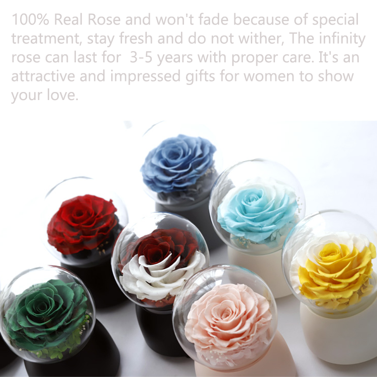 Rose Bear Flower,<a href=https://tsmpreservedflower.com/Preserved-Rose-Head.html target='_blank'>roses</a> In Dome Glass,Rose In Music Box 1.png
