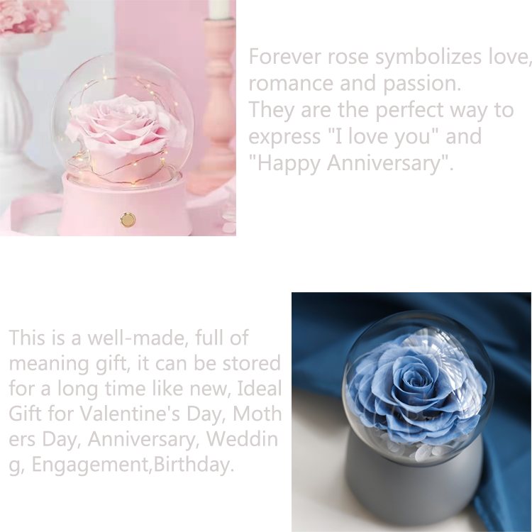 Rose Bear Flower,<a href=https://tsmpreservedflower.com/Preserved-Rose-Head.html target='_blank'>roses</a> In Dome Glass,Rose In Music Box 3.png