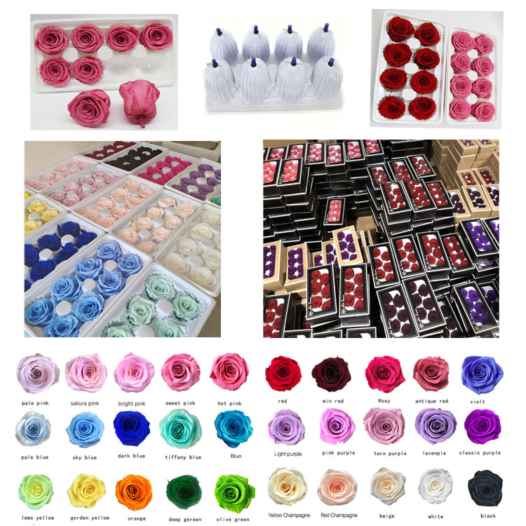 Preserved Rose, Eternal <a href=https://tsmpreservedflower.com/Preserved-Rose-Head.html target='_blank'>flowers</a>, Preserved Rainbow <a href=https://tsmpreservedflower.com/Preserved-Rose-Head.html target='_blank'>roses</a> 15.jpg